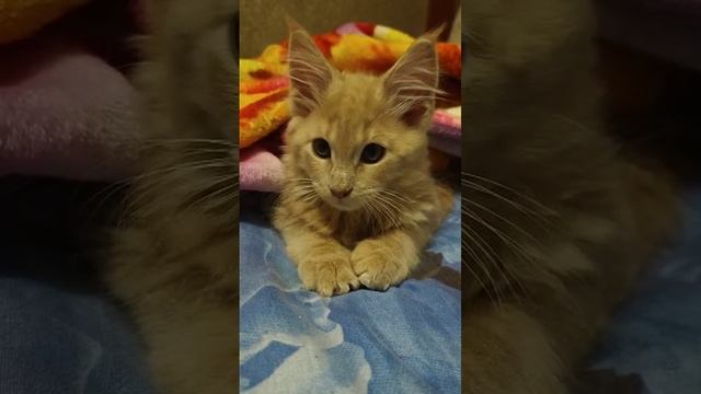 Рафаэлька