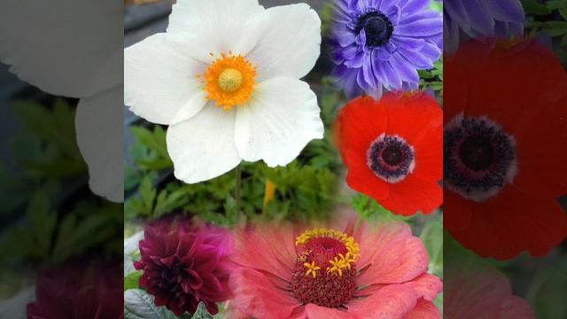 VID_20250605_015721_868.mp4