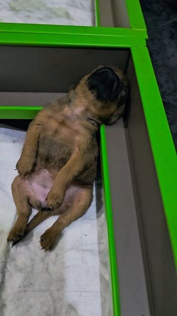 Щенки Пти-брабансон/гриффоны 🐶