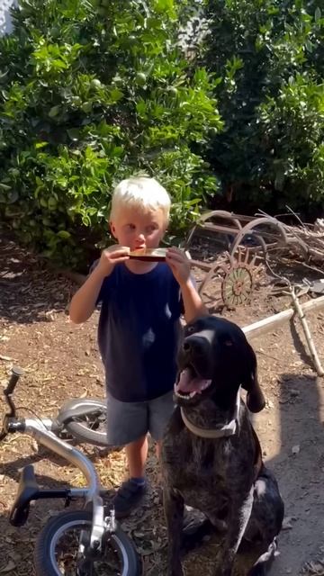 dogs are always best #shortsvideo