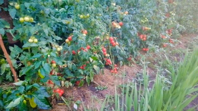 Целый день дождь/ Виноград/Гладиолусы/Томаты/Радуга.