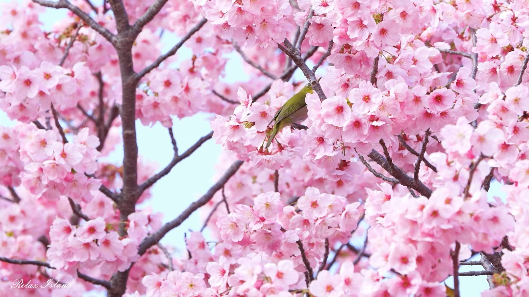 🐦 ЦЕЛЕБНОЕ ПЕНИЕ ПТИЦ И НЕВЕРОЯТНО КРАСИВАЯ МУЗЫКА ДЛЯ ДУШИ 🎵 ЧАРУЮЩАЯ МУЗЫКА ДЛЯ СНА