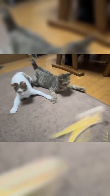 Забавные котики - # 26 2025 год