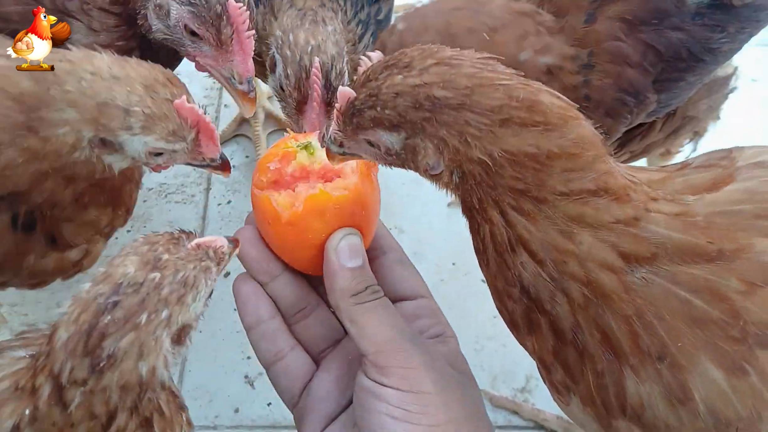 Цыплятам Род Айленд 92-93 дня  ❣️🐤🐥😂