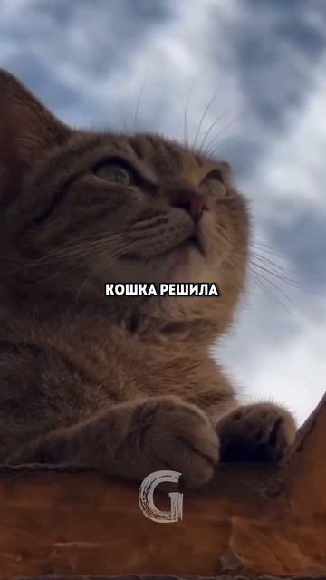 Котик покупал рыбу за листик у доброго продавца на рынке!❤️