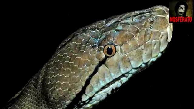 Домашняя змея. Страшные истории на ночь 🫣🫣🫣