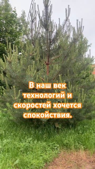 Спокойствие