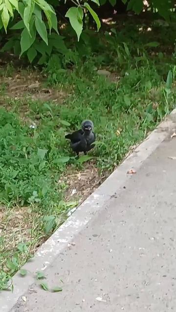 Голчонок и его тяф 👍😃😻#топ #птицы
