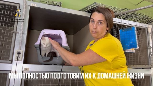 Представляем вам прекрасную кошачью семью - Симфонию. Поддержать⬇️