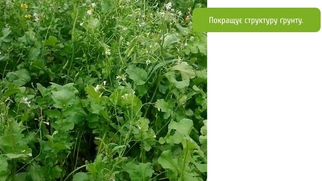 Редька олійна – покращуйте ґрунт без хімії.