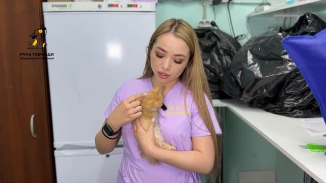 Рыжее чудо по кличке Дези поступило к нам. Поддержать⬇️
