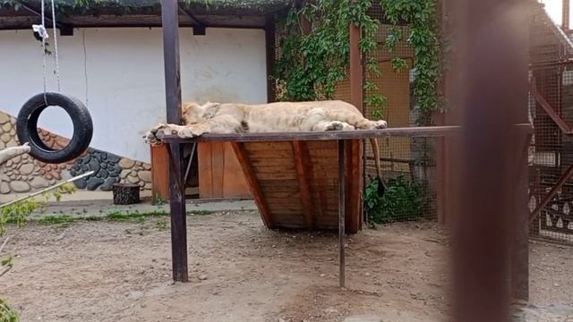 Рабочий день закончился. Пора отдохнуть   Видео от мамы