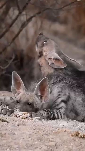 Гиены способны завалить буйвола и жирафа