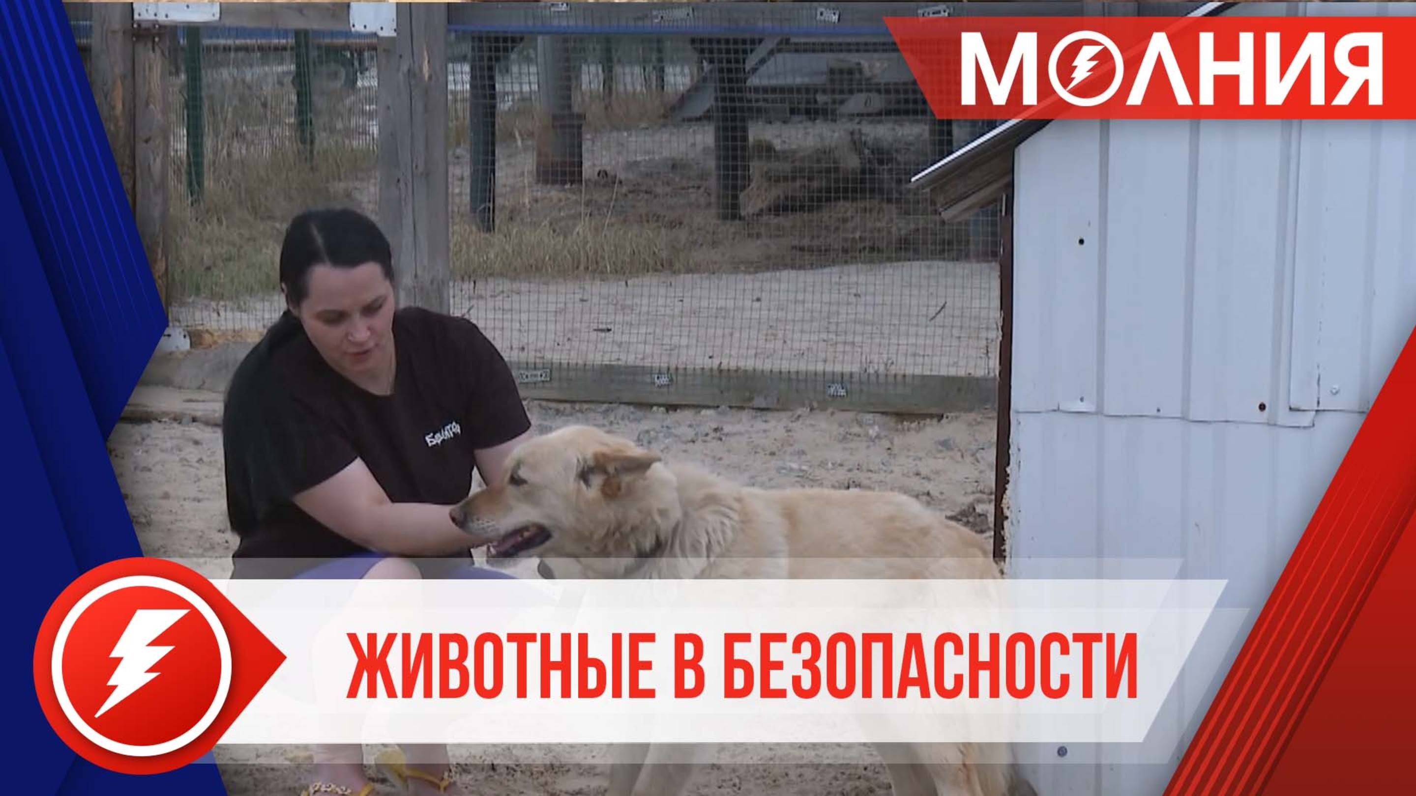 В приют Тарко-Сале на время паводка принимают собак от жителей дач