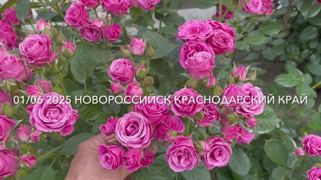 Просто мои розы. 01 июня 2025 год. Новороссийск.

Виноград головного мозга
923 подписчика
Посмотреть