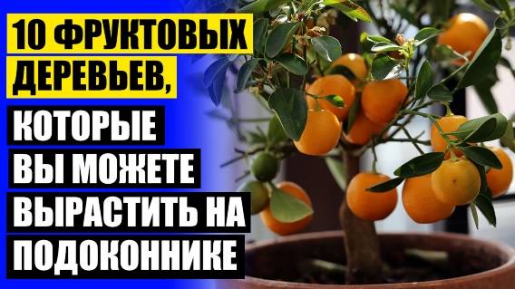 ⚪ ВЫРАСТИТЬ ЛИМОН НА ПОДОКОННИКЕ ИЗ КОСТОЧКИ