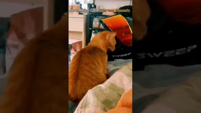 Забавные котики - # 8 - 2025 год