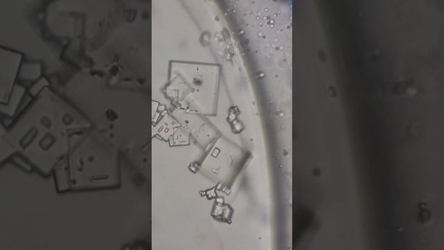 Жижа под микроскопом.