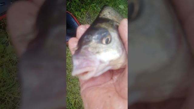 VID_20250516_121709.mp4