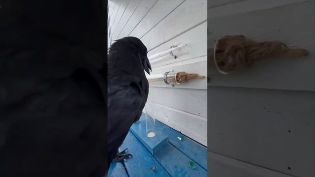 Какой находчивый! Просто умница!