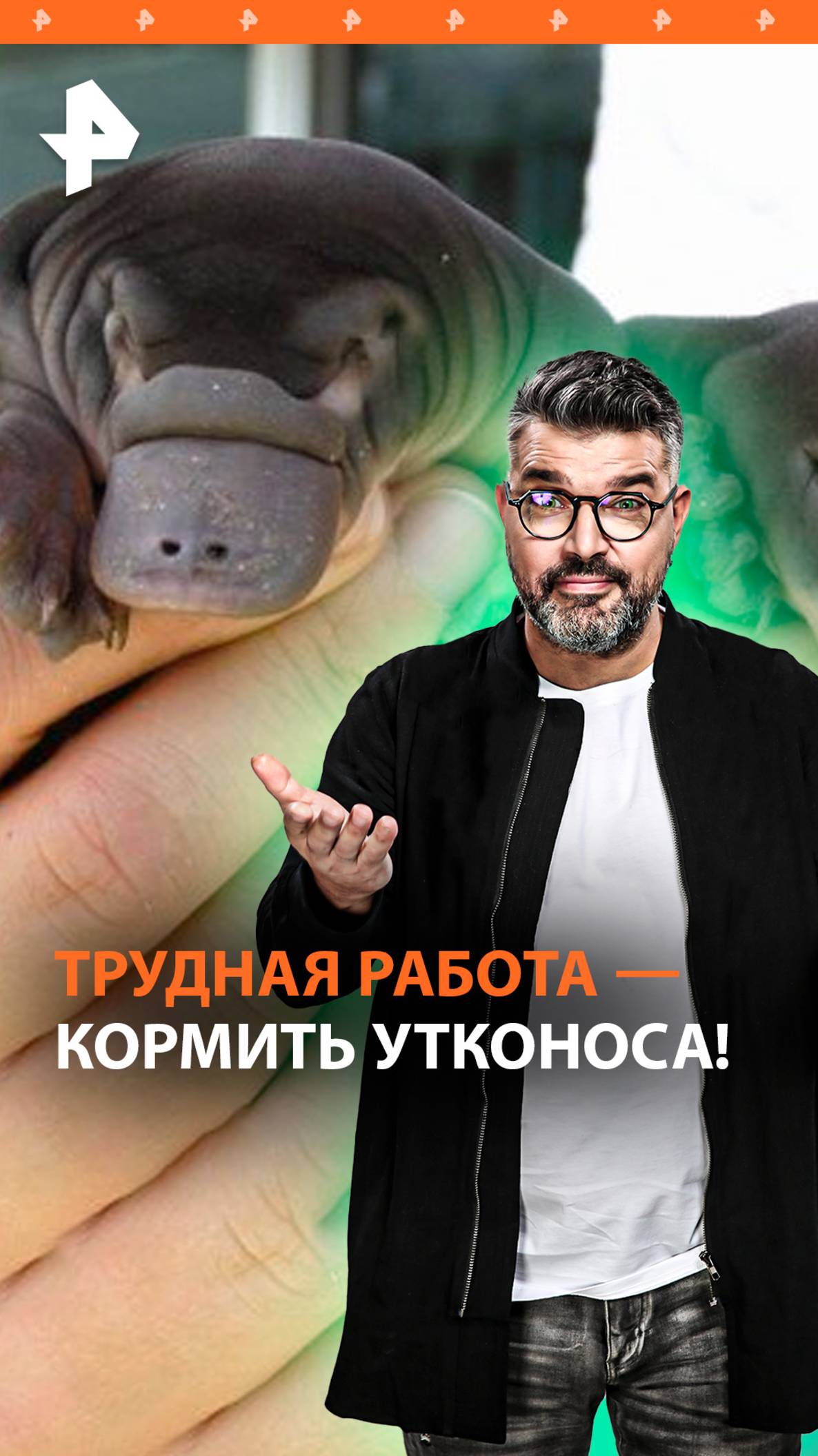 Потная мамаша: как самка утконоса выкармливает детенышей / "Знаете ли вы, что?"