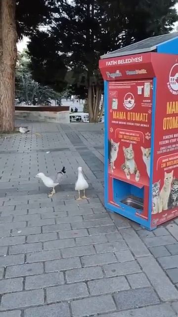 VID_20250605_060511_337.mp4