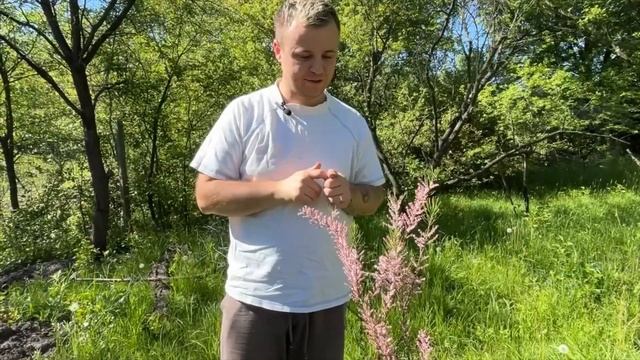 Тамарікс. Недооцінений чагарник в наших садах