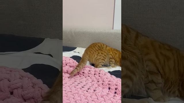 Кот бесстыдник