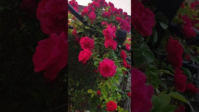 Моя любимая хатка 05.06.25