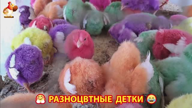 Цыплята и утята милые пушистики растут на радость хозяину (22)
