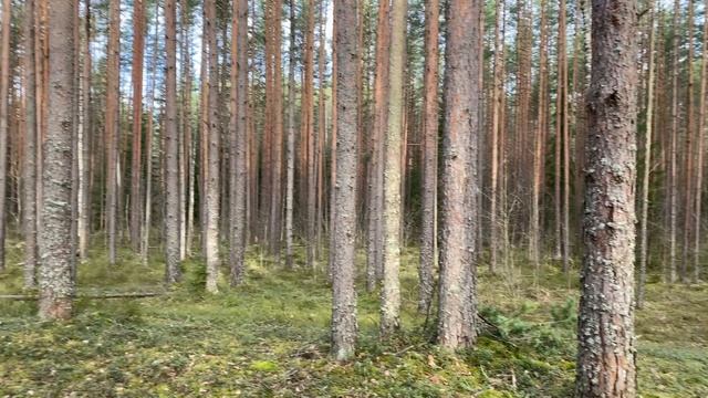 Прогулка по лесам Ленинградской области