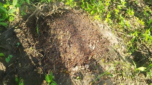 осмотр муравьиного острова на Ранове