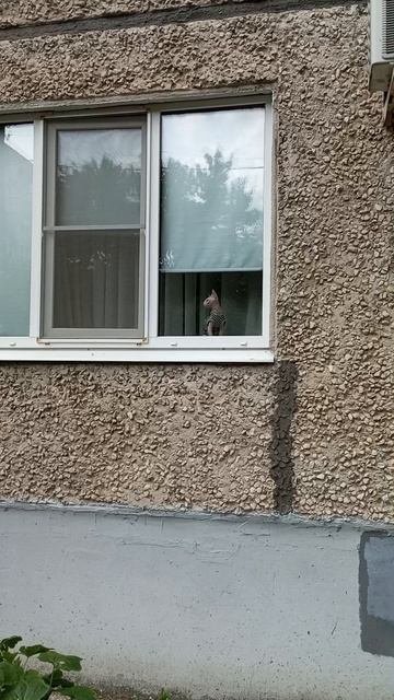 Кошка бабайка 😳