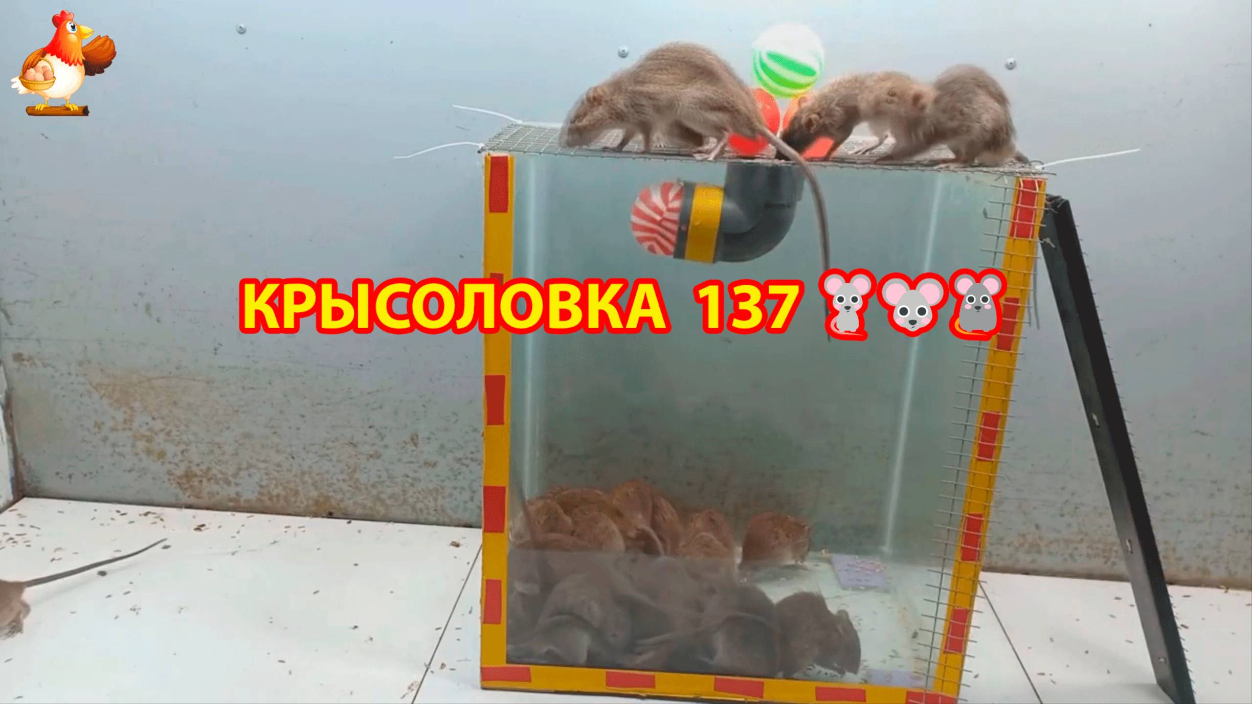 Крысоловка вариант (137) 🐀 Как сделать крысоловку своими руками и поймать кучу крыс 🐀🐁🐀