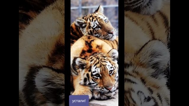 немного о наших друзьях