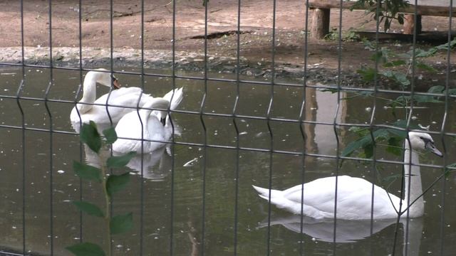 ЛЕБЁДУШКИ.Видео Татьяны Крестьянсковой