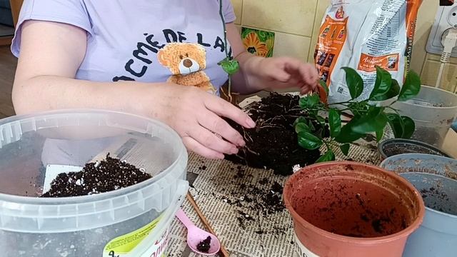 пересадка мандаринов
