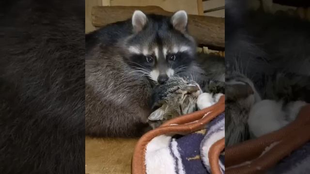Енот и котик 🐈🤗🥰❤️