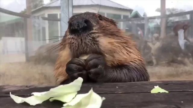 Острожно! Видео вызывает желание отведать капустки.