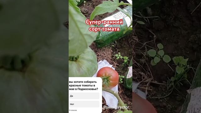 супер-ранний стрессоустойчивый сорт томата