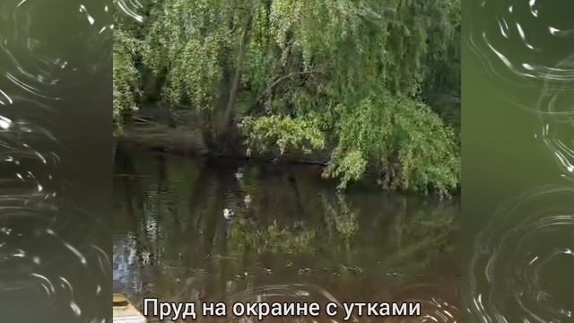 ПРУД НА ОКРАИНЕ с УТКАМИ