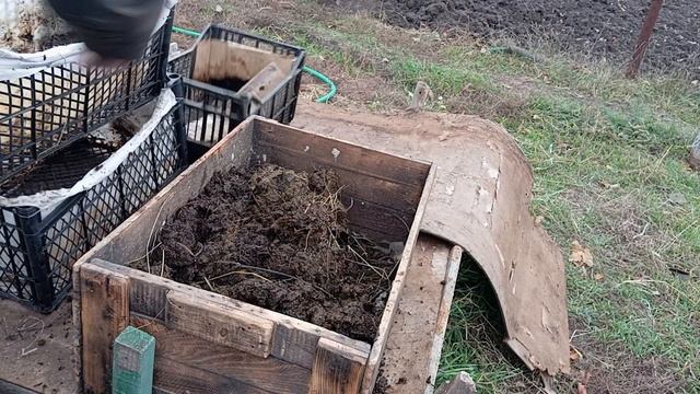 БН 38 Выманиваю половозрелого червя из компостного ящи