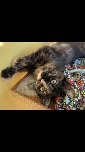 🌸 Котенок Алиса в добрые руки! 🏡 🐈