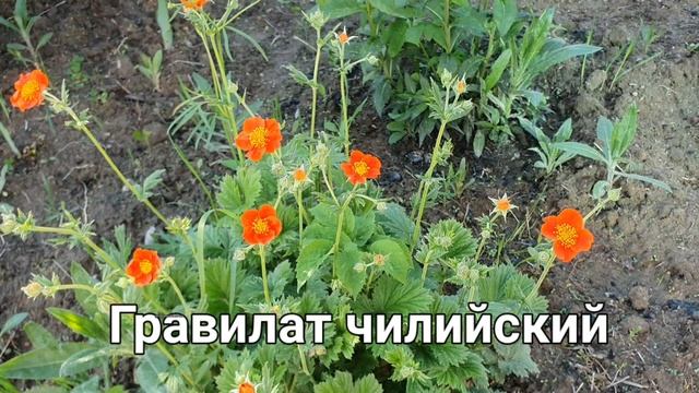 Аленькие цветочки или гравилат чилийский.