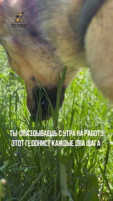 Гедонист номер 1 в мире. Поддержать⬇️