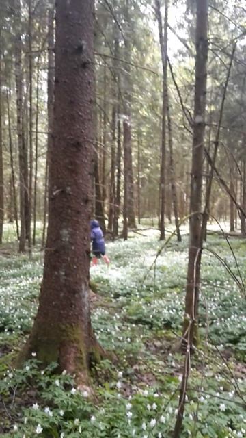 Отдыхаем в лесу | Having rest in forest