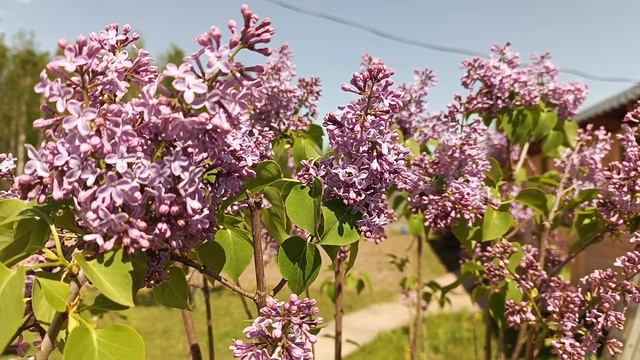 ЦВЕТЁТ СИРЕНЬ