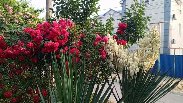 video_2025-06-05_19-34-04