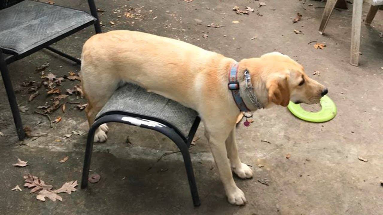 Собаки бывают СТРАННЫМИ 🤣🐶 Смешные видео с собаками 2025