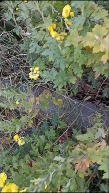Рустави поздней осенью (Грузия)